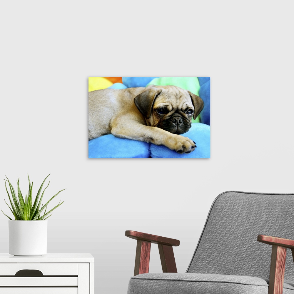 A modern room featuring Pug laying on pillows