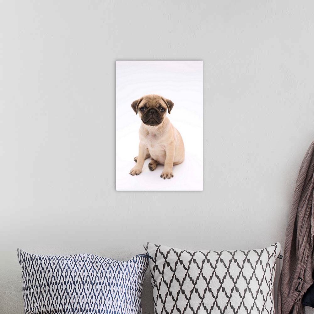 A bohemian room featuring Pug puppy