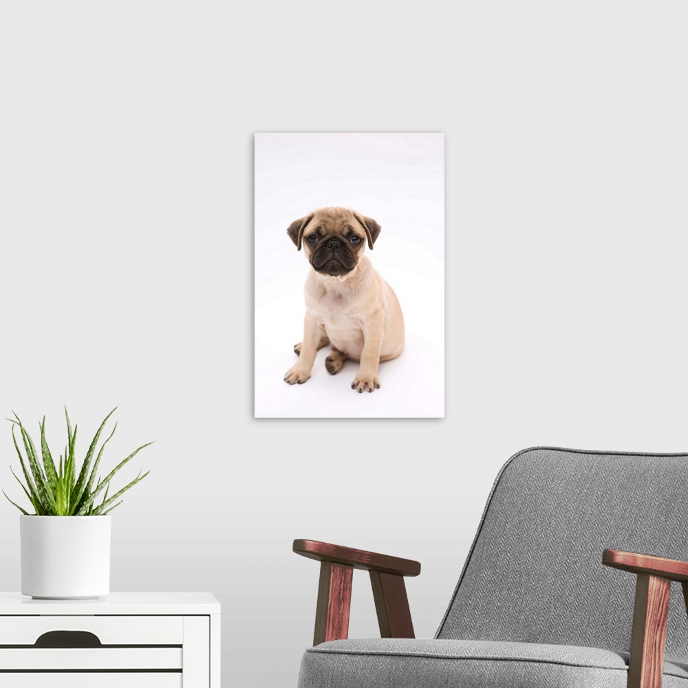 A modern room featuring Pug puppy