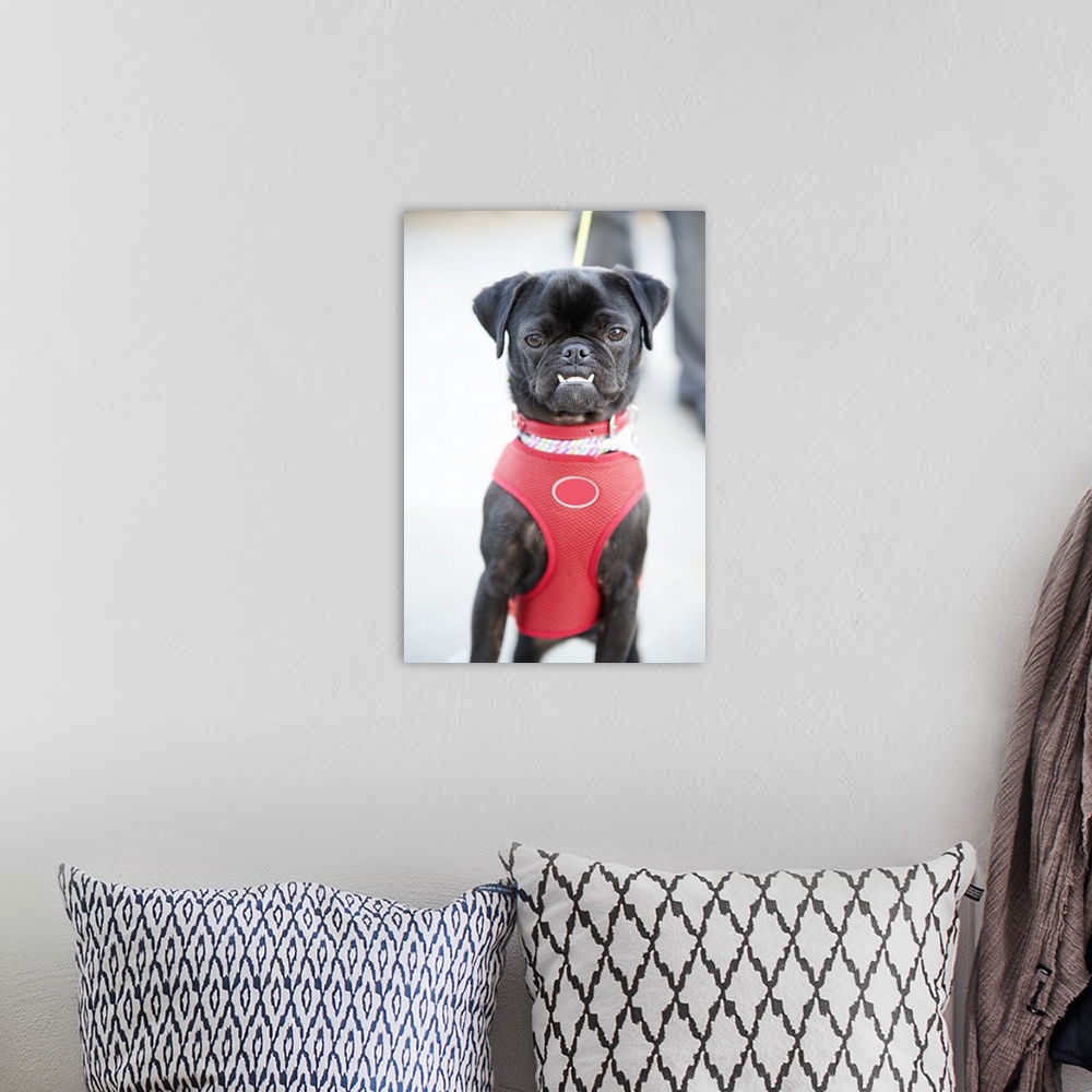 A bohemian room featuring Selective focus photograph of a Pug puppy wearing a red halter on a leash.