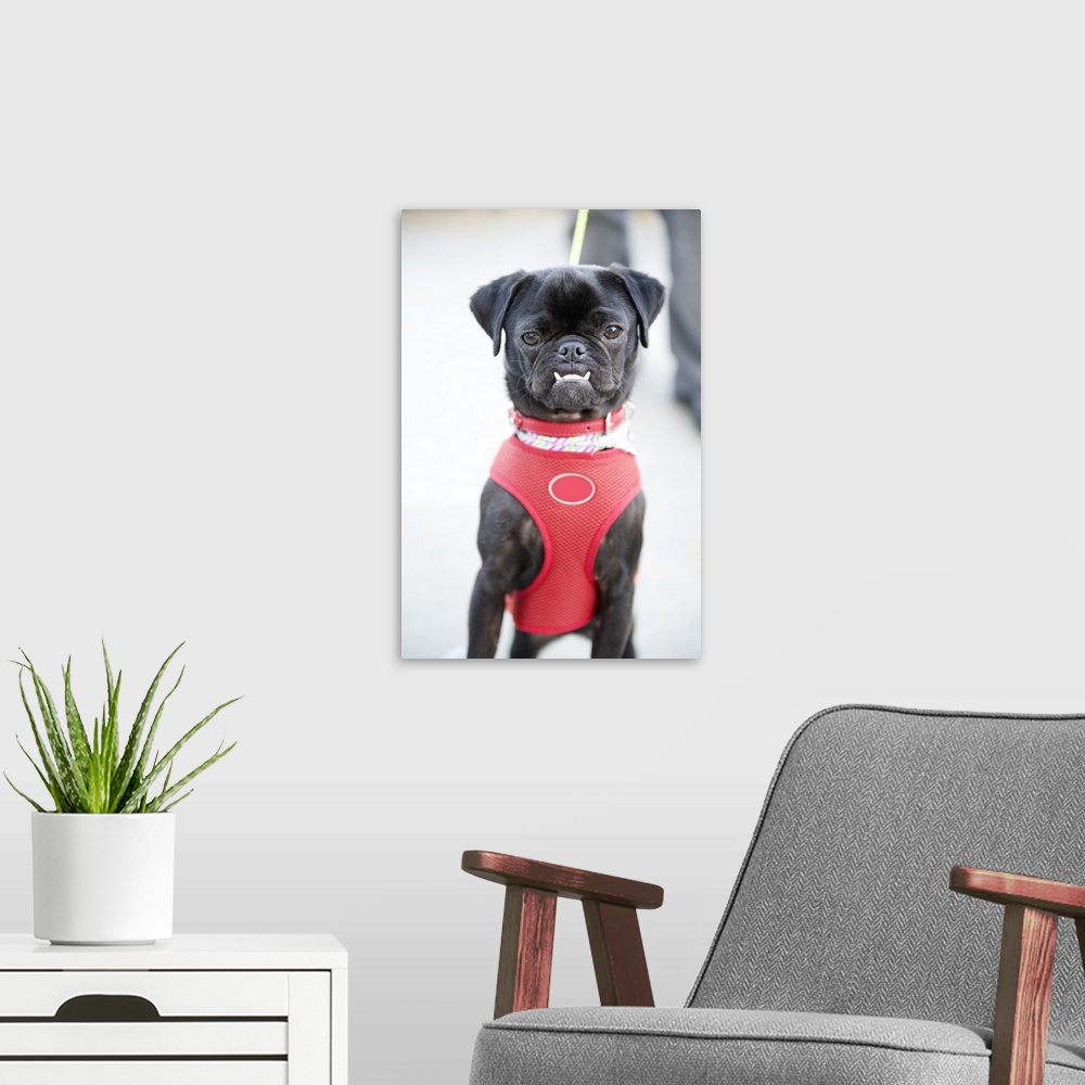 A modern room featuring Selective focus photograph of a Pug puppy wearing a red halter on a leash.