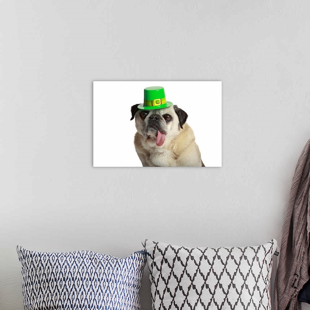 A bohemian room featuring Pug with his tongue hanging out side of his mouth and wearing St. Patricks Day Hat.