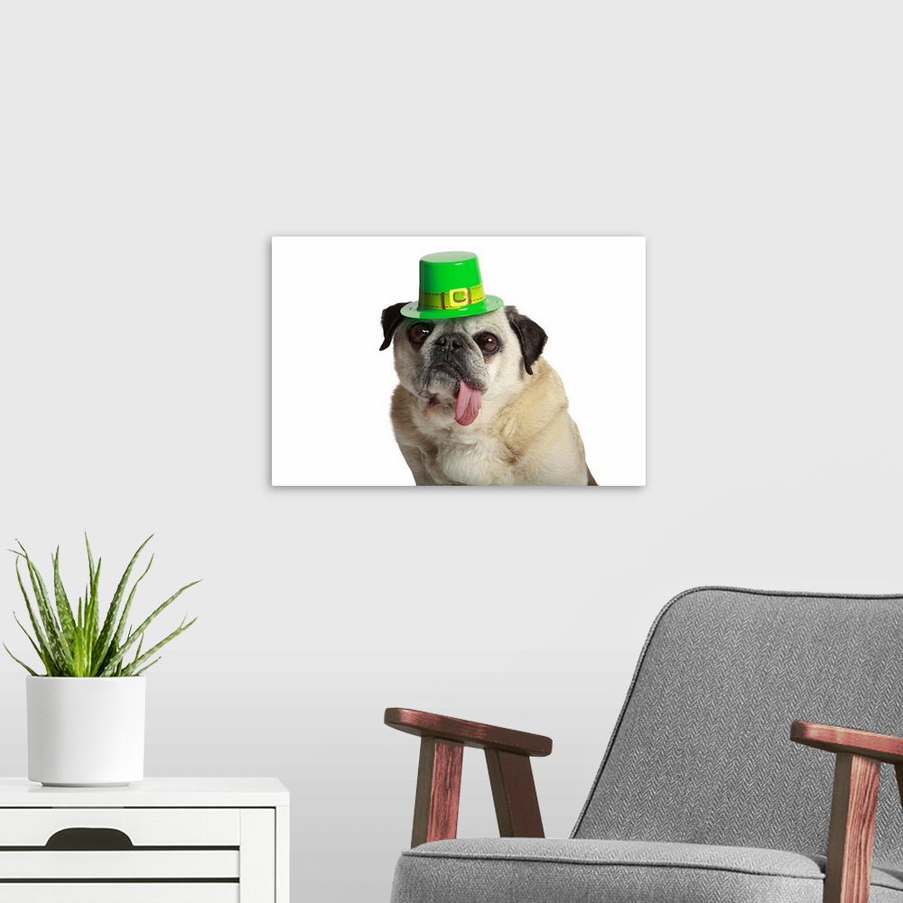 A modern room featuring Pug with his tongue hanging out side of his mouth and wearing St. Patricks Day Hat.