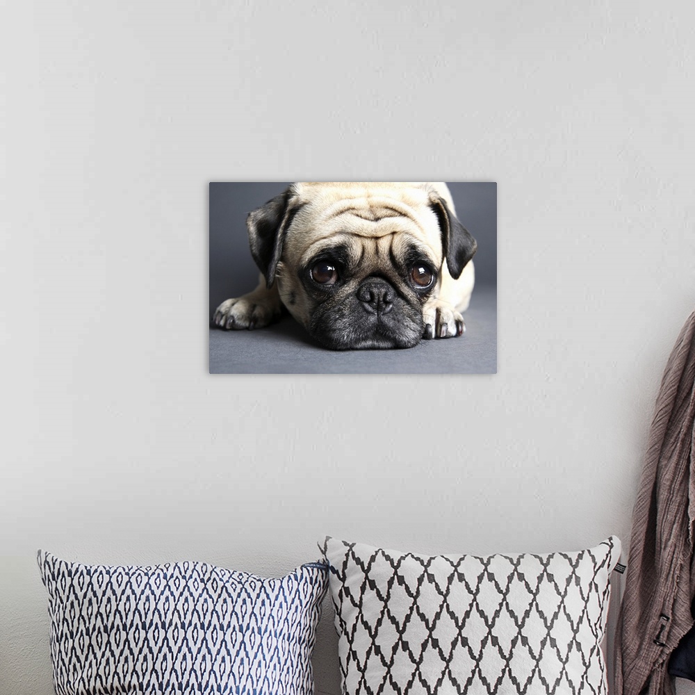A bohemian room featuring Pug with head on the floor