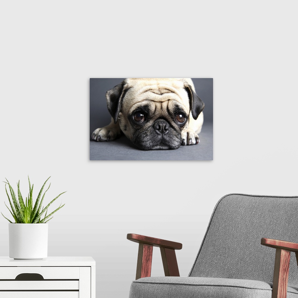 A modern room featuring Pug with head on the floor