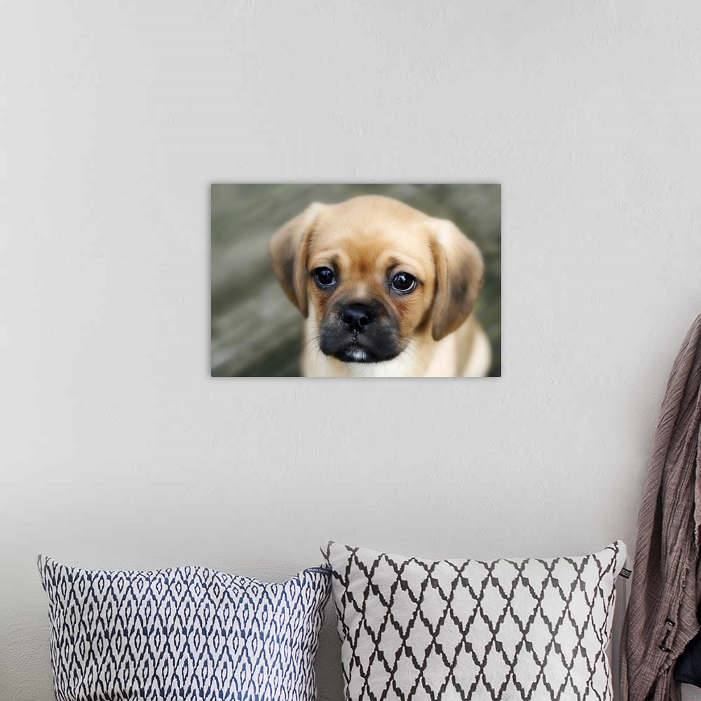 A bohemian room featuring Pugalier Puppy looking at Camera Close up