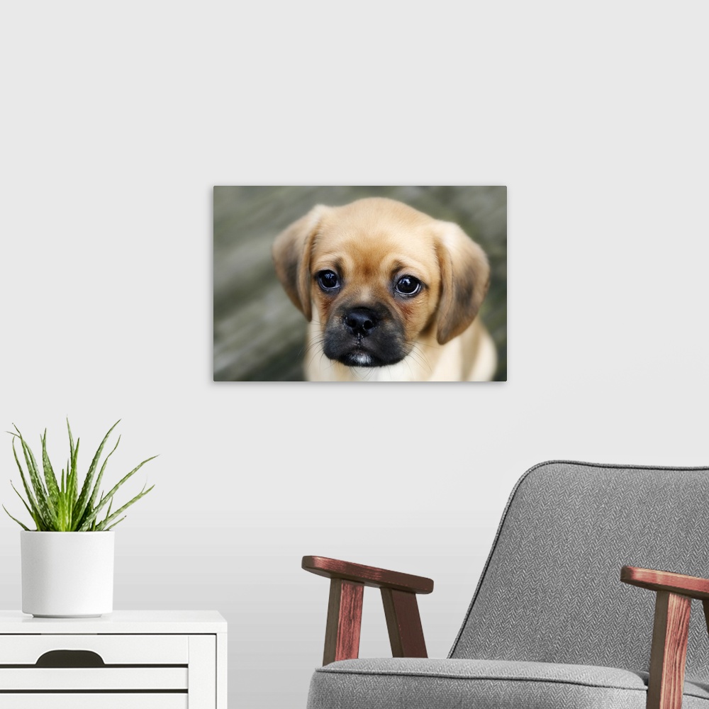A modern room featuring Pugalier Puppy looking at Camera Close up