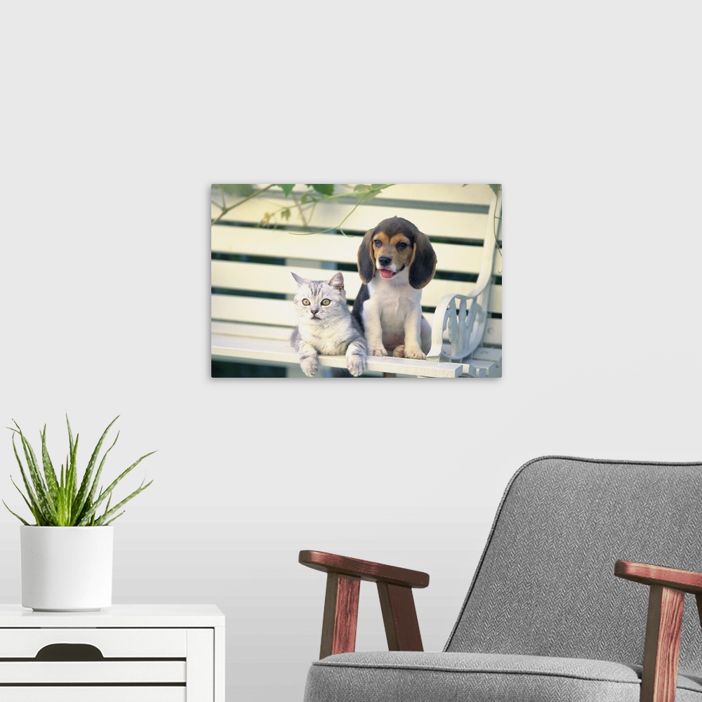 A modern room featuring Puppy and Baby Cat
