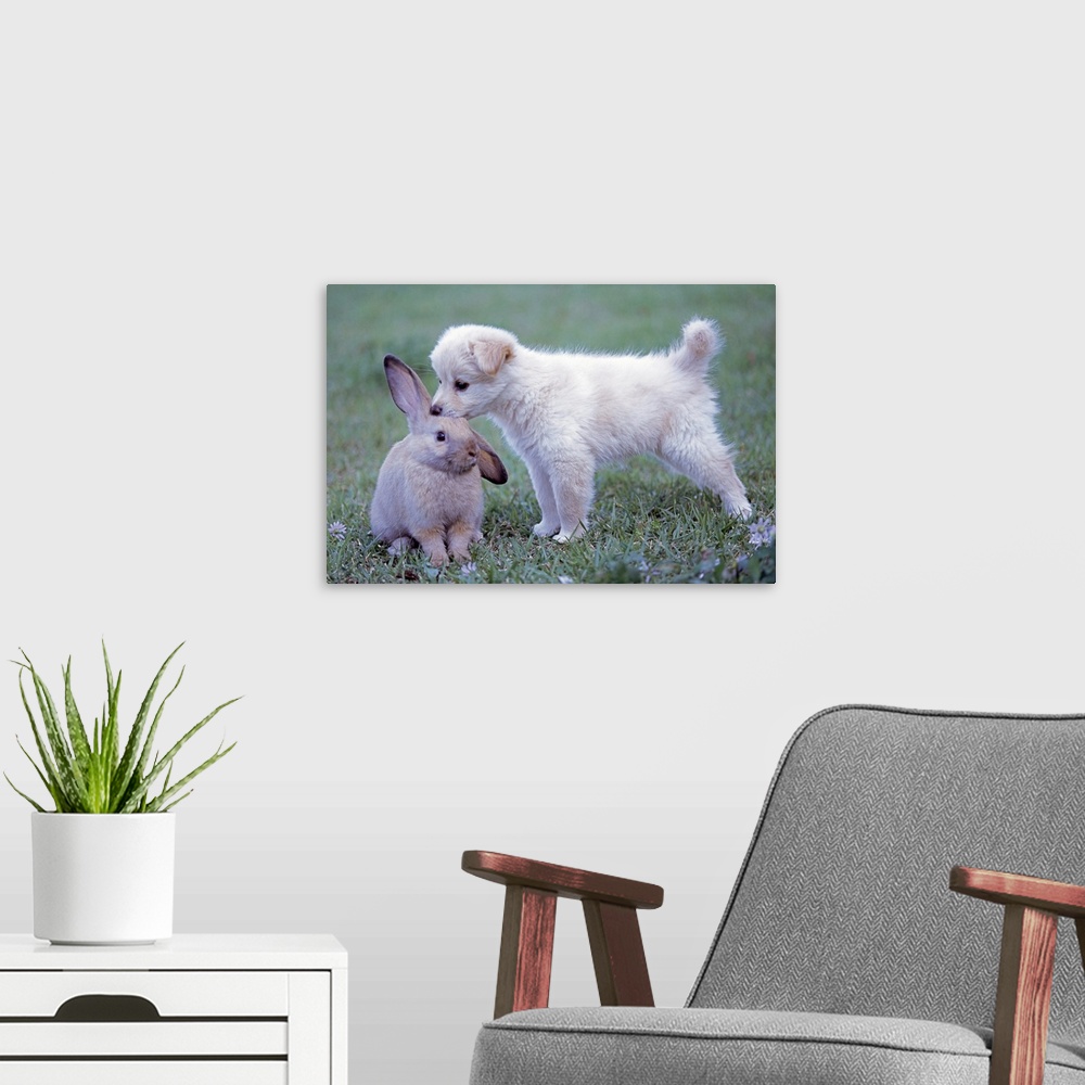 A modern room featuring Puppy and Lop Ear Rabbit on lawn