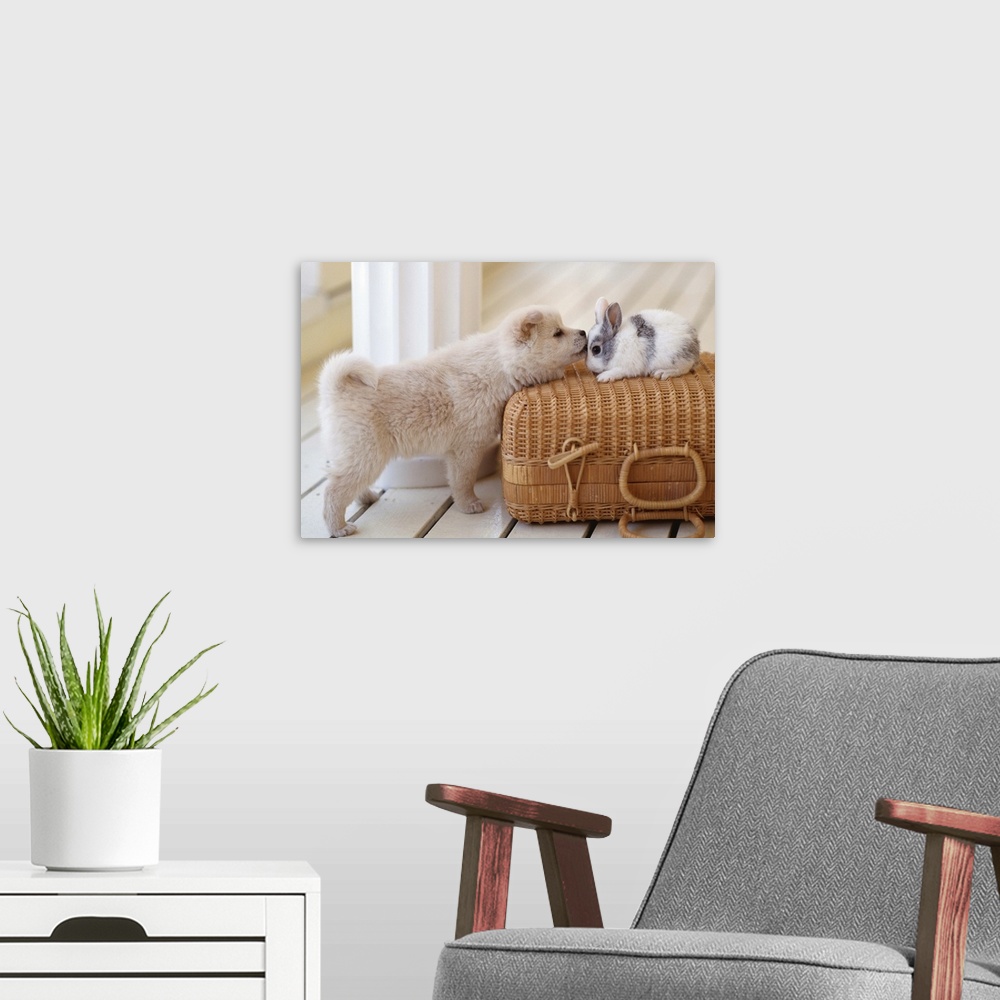 A modern room featuring Puppy and rabbit