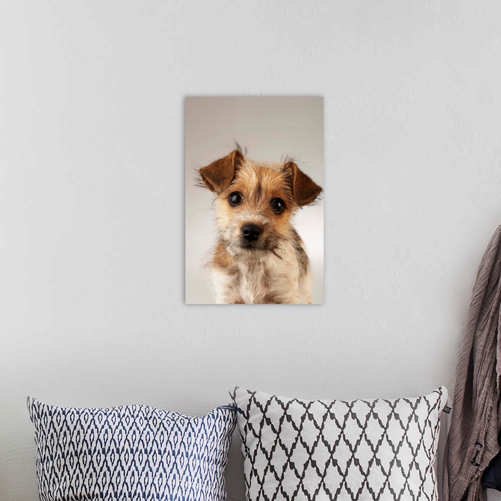 A bohemian room featuring Puppy (Canis familiaris), close-up