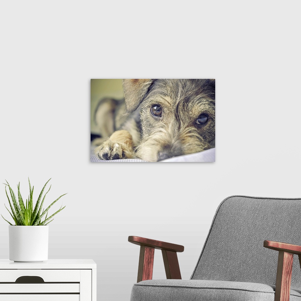 A modern room featuring Puppy dog.