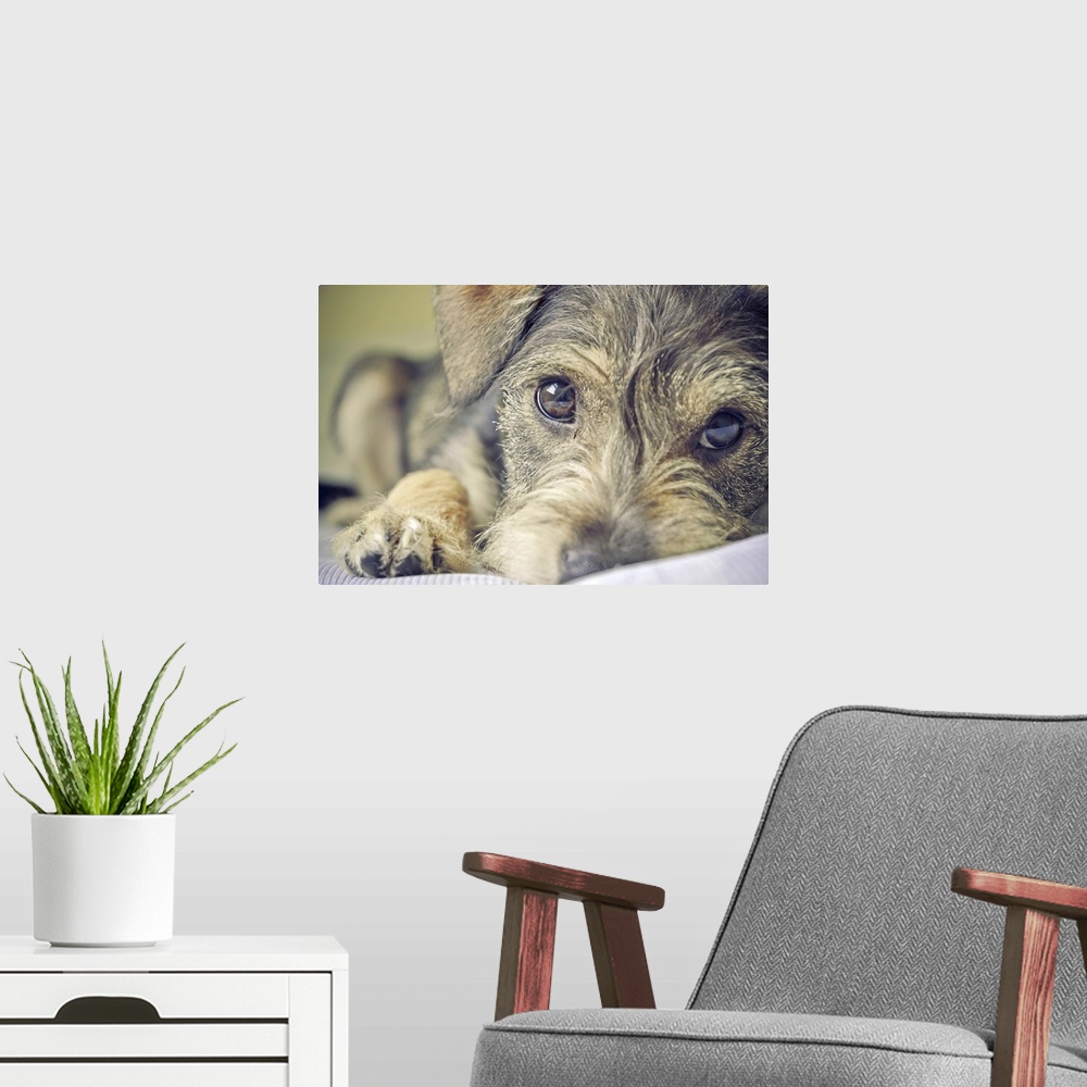 A modern room featuring Puppy dog.