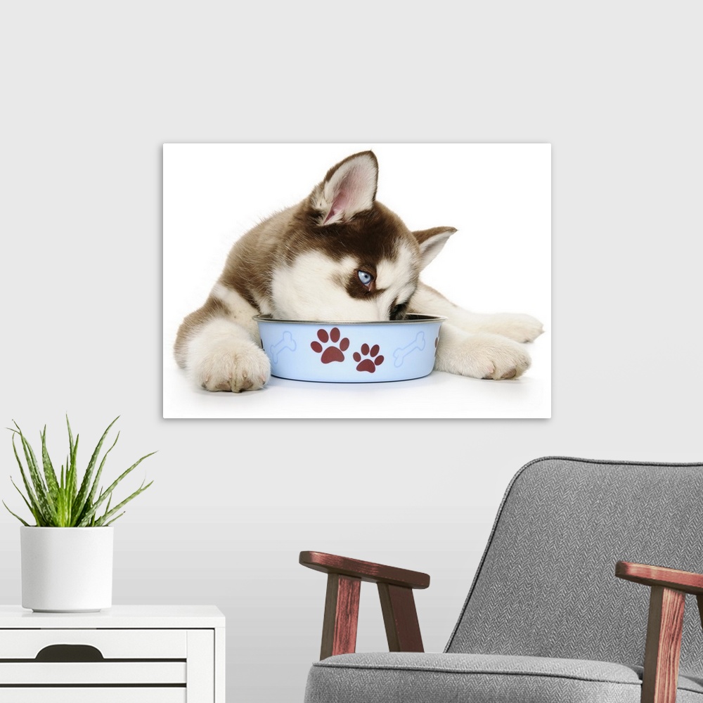 A modern room featuring Happy Holiday Christmas cute Brown and White Siberian Husky Puppy laying down and eating out of h...