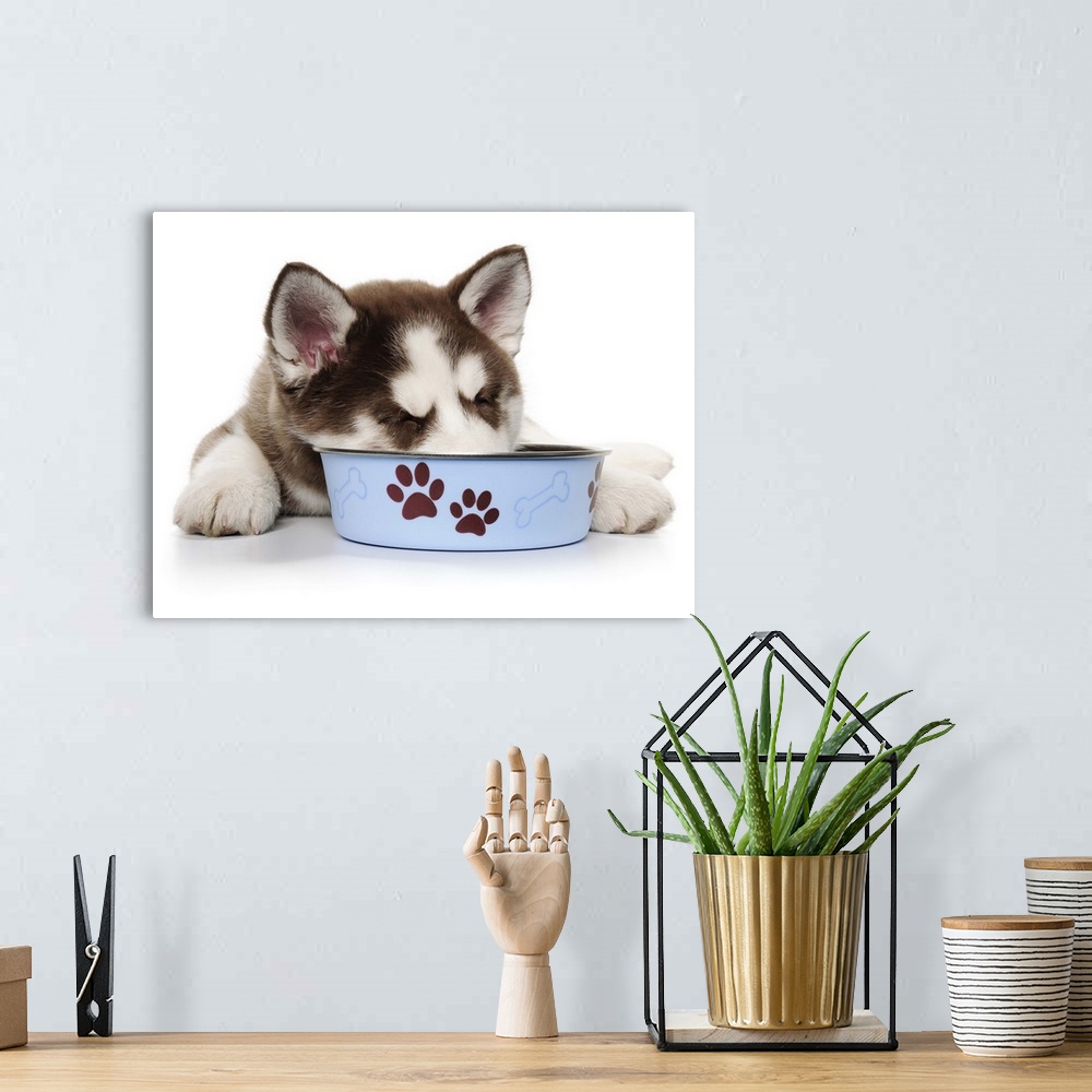 A bohemian room featuring Happy Holiday Christmas Brown and White Siberian Husky cute Puppy laying down and sleeping with h...