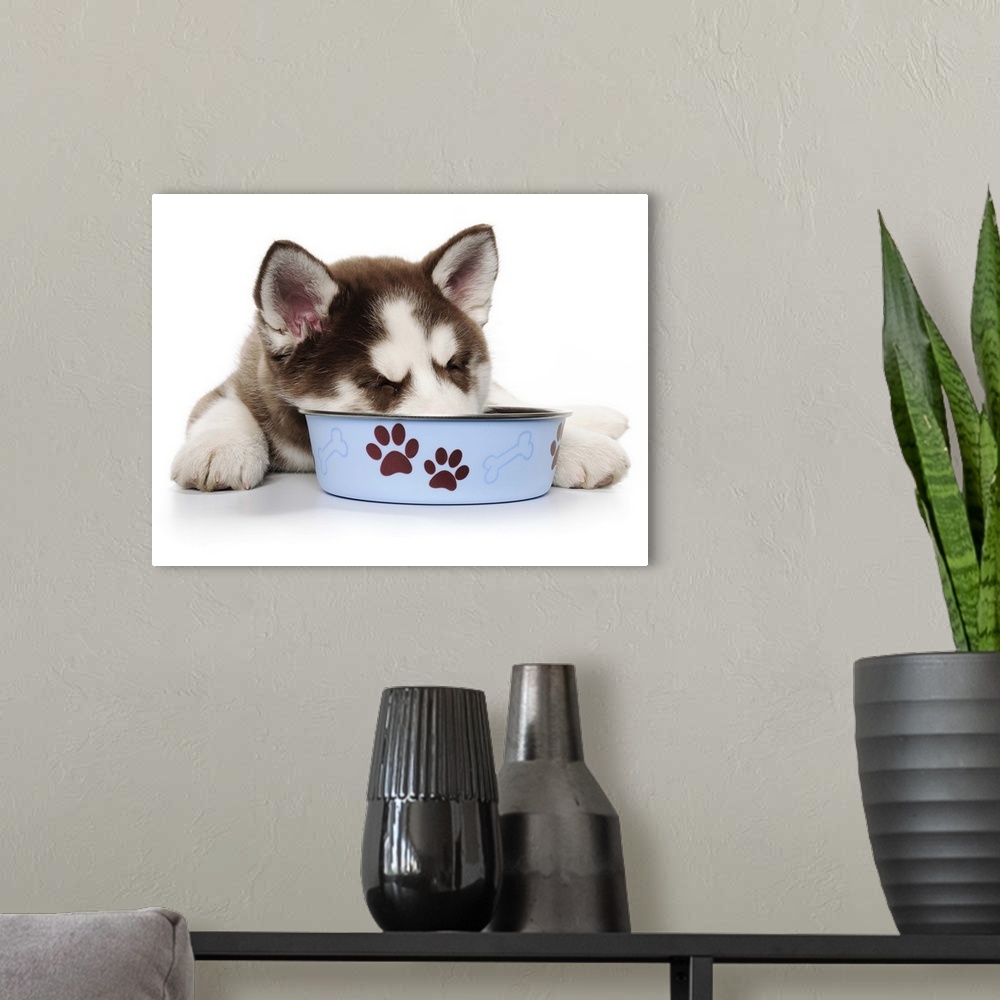 A modern room featuring Happy Holiday Christmas Brown and White Siberian Husky cute Puppy laying down and sleeping with h...