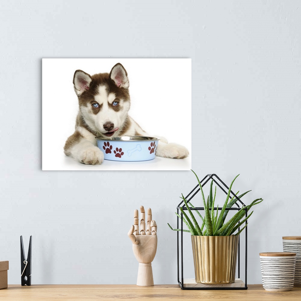 A bohemian room featuring Happy Holiday Christmas cute Brown and White Siberian Husky Puppy laying down and eating out of h...