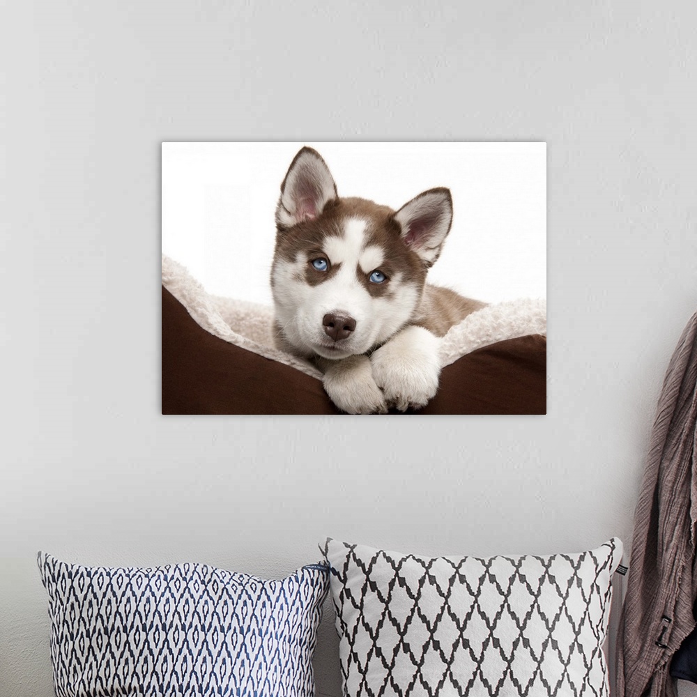 A bohemian room featuring Happy Holiday Christmas cute Brown and White Siberian Husky Puppy laying in his brown and white b...