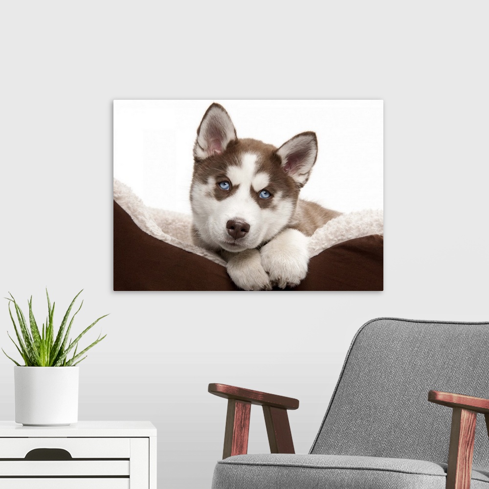 A modern room featuring Happy Holiday Christmas cute Brown and White Siberian Husky Puppy laying in his brown and white b...