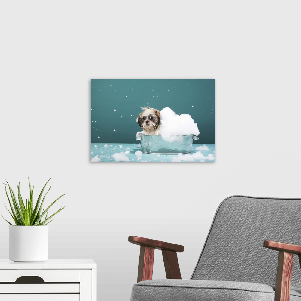 A modern room featuring Puppy in foam bath