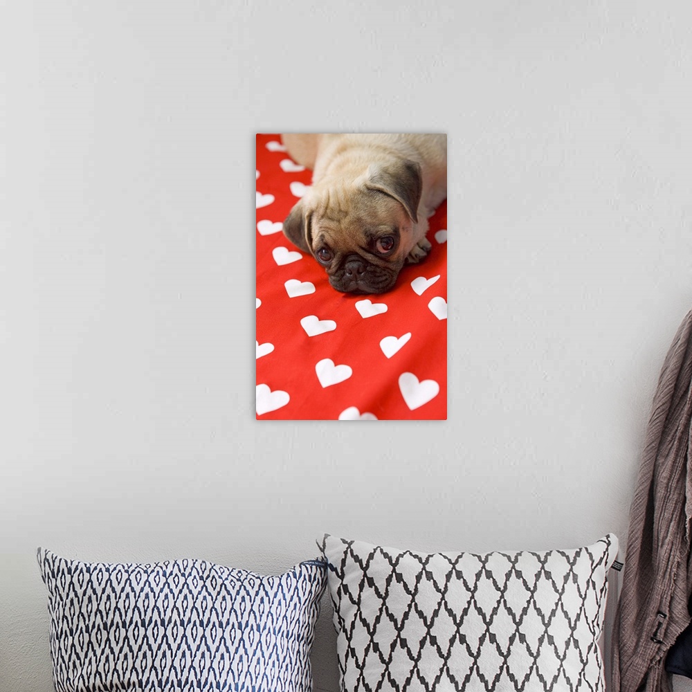 A bohemian room featuring Pug puppy lying on bed, close up
