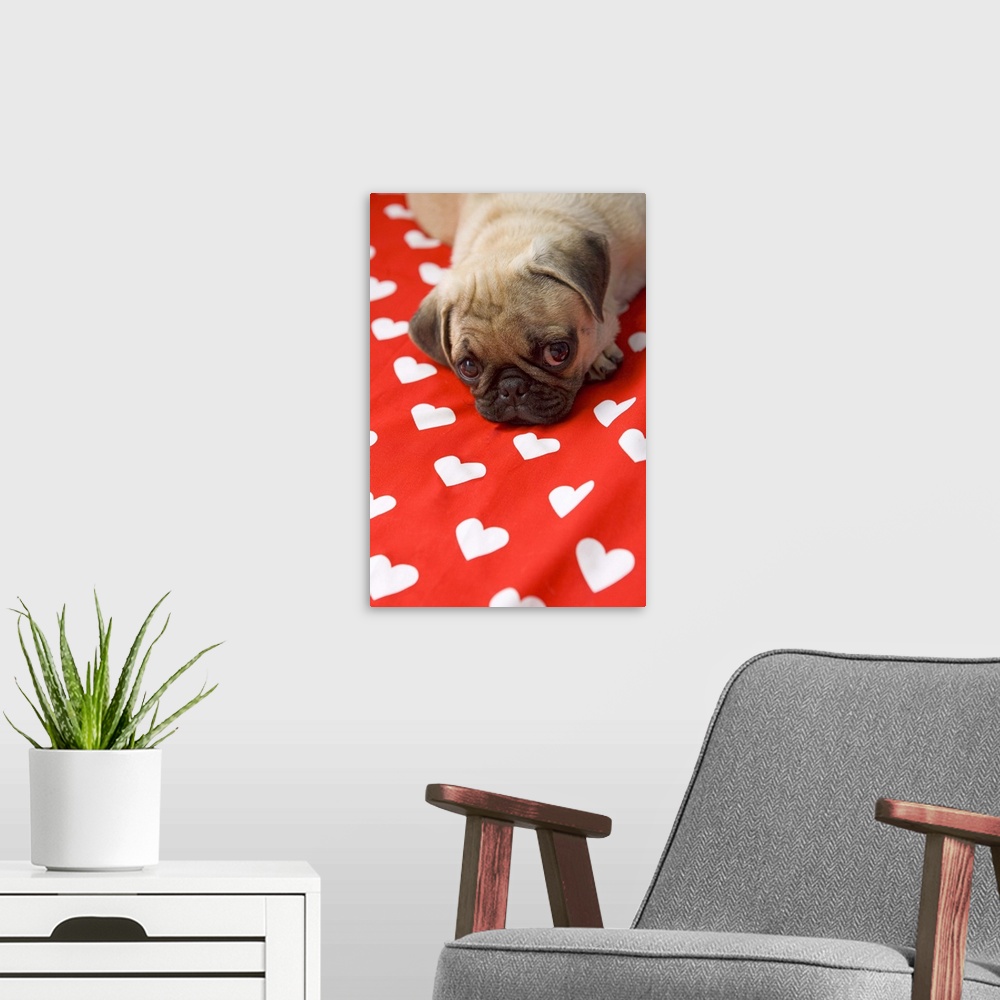 A modern room featuring Pug puppy lying on bed, close up