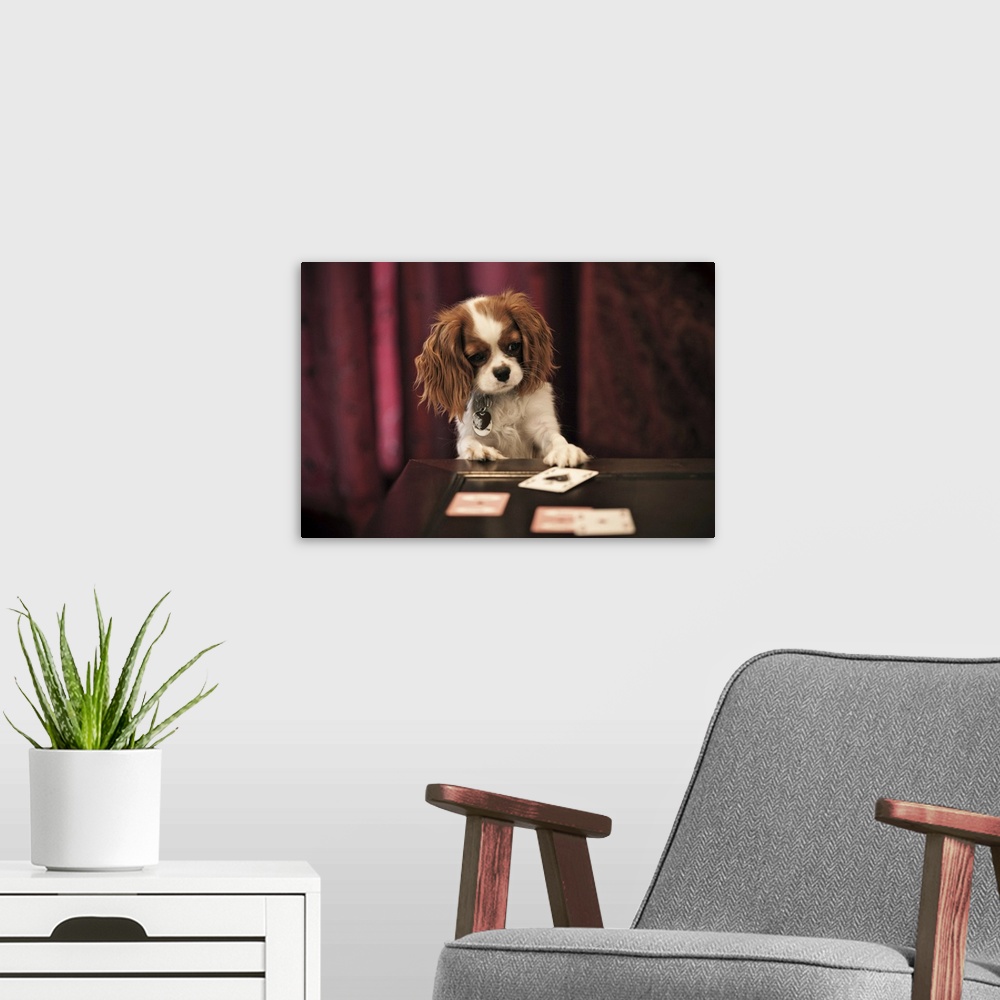 A modern room featuring Puppy plays with cards on coffee table.