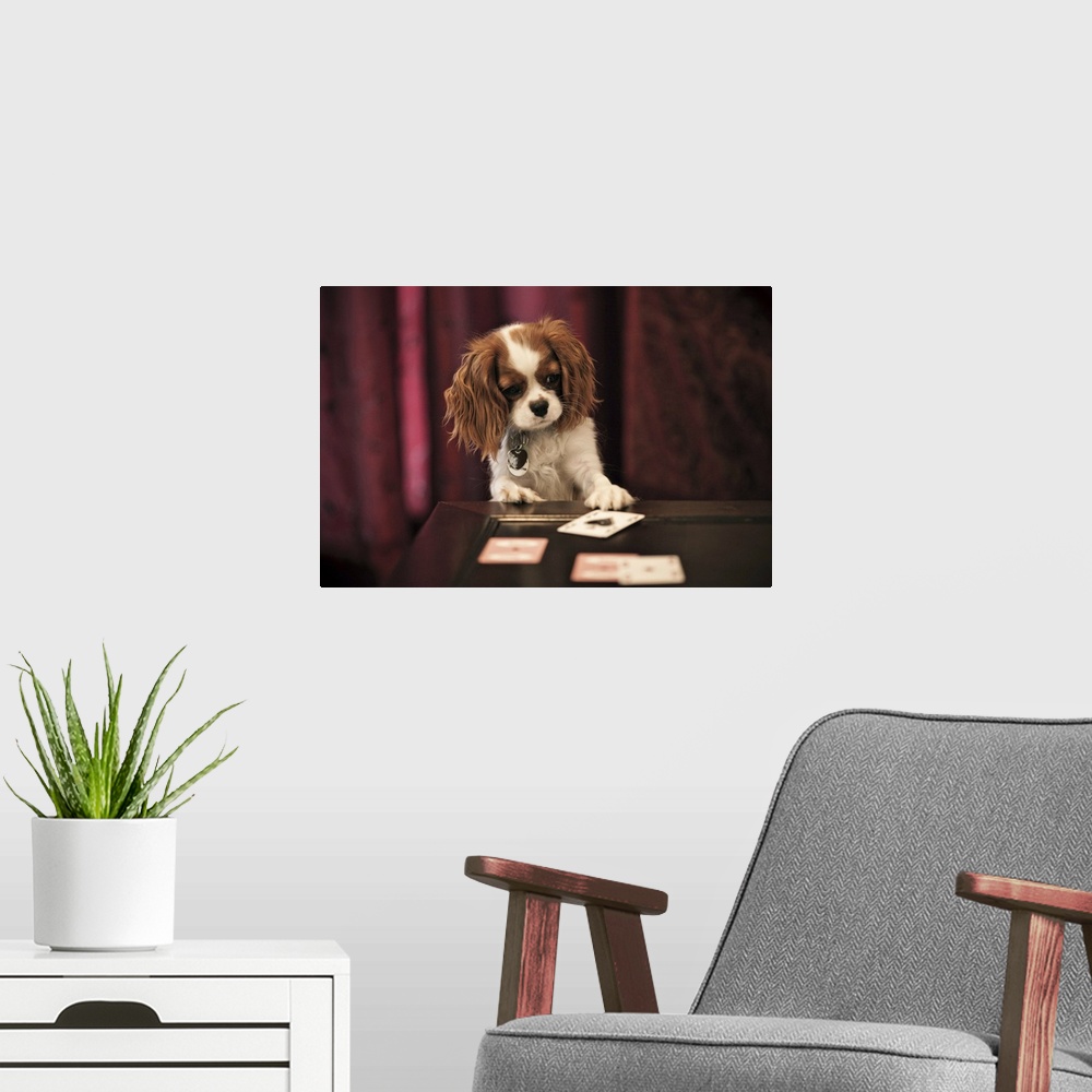 A modern room featuring Puppy plays with cards on coffee table.