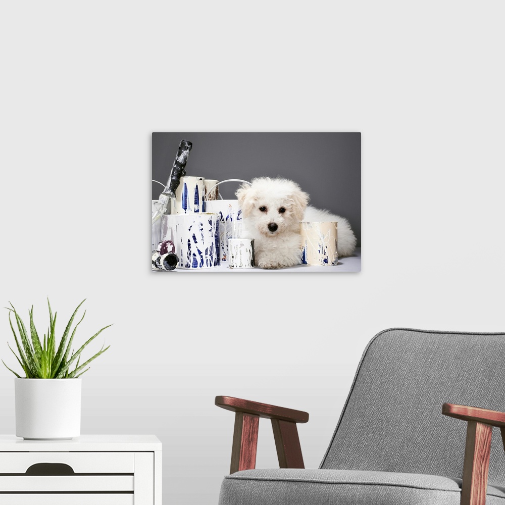 A modern room featuring Puppy sitting amongst paint tins