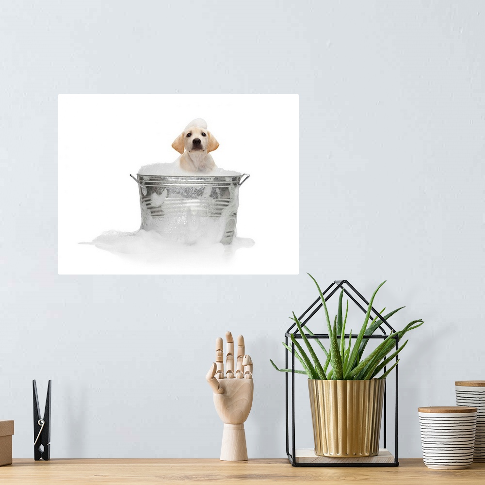 A bohemian room featuring Puppy Taking Bath