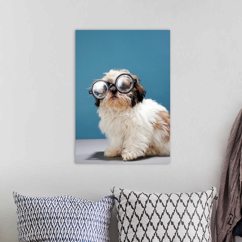 A bohemian room featuring Puppy wearing thick glasses