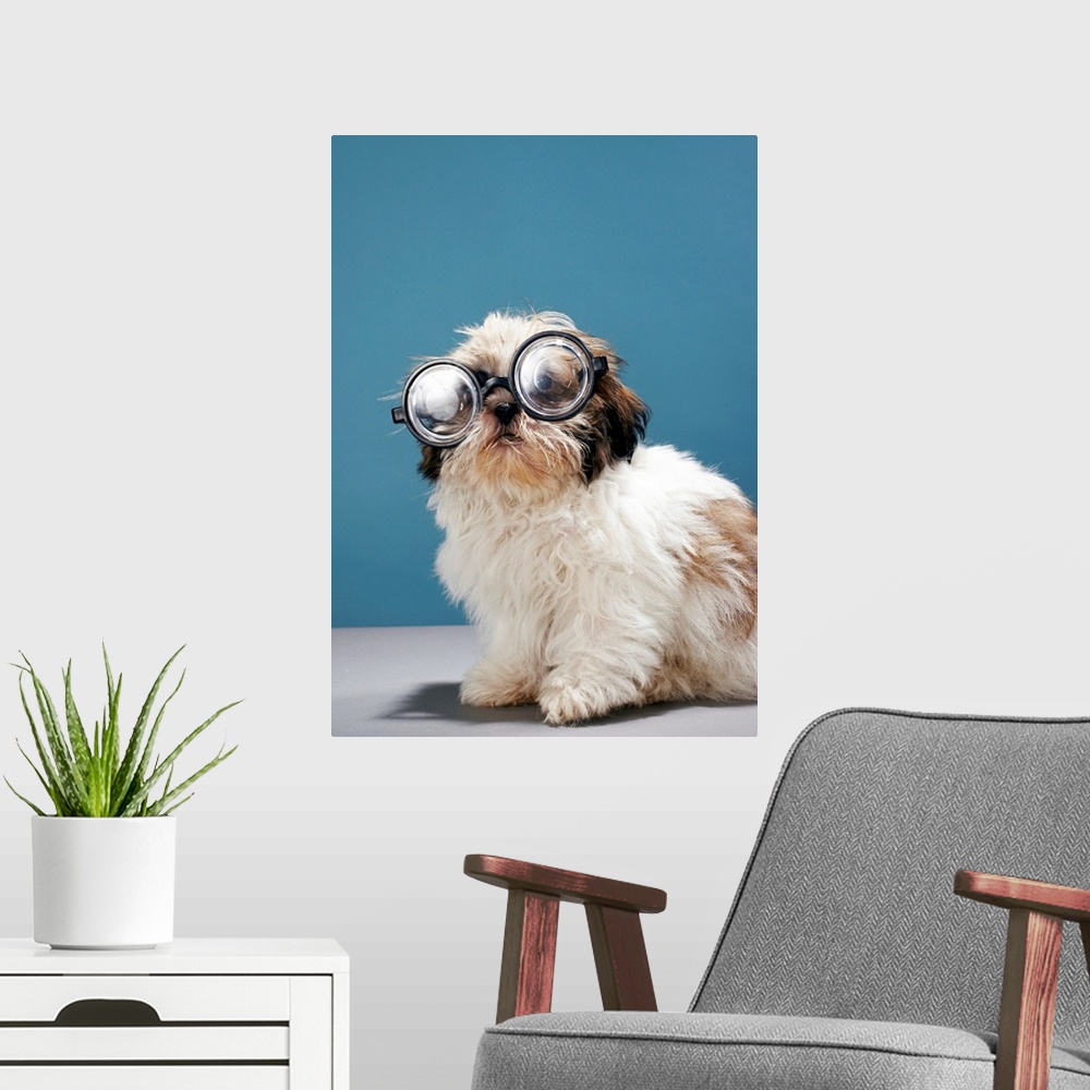 A modern room featuring Puppy wearing thick glasses