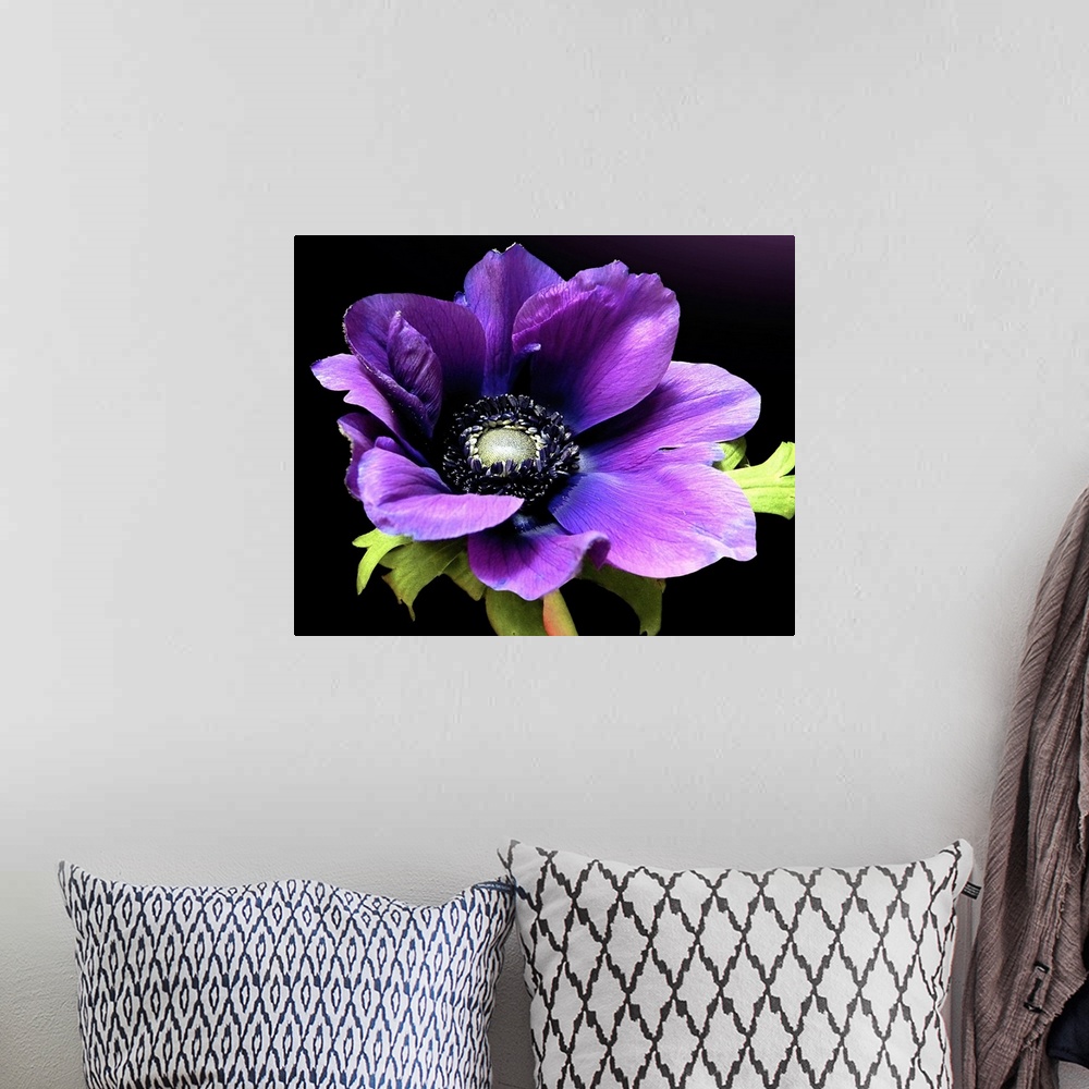 A bohemian room featuring Close up floral photo of a purple Anemone flower in full bloom on a solid background.