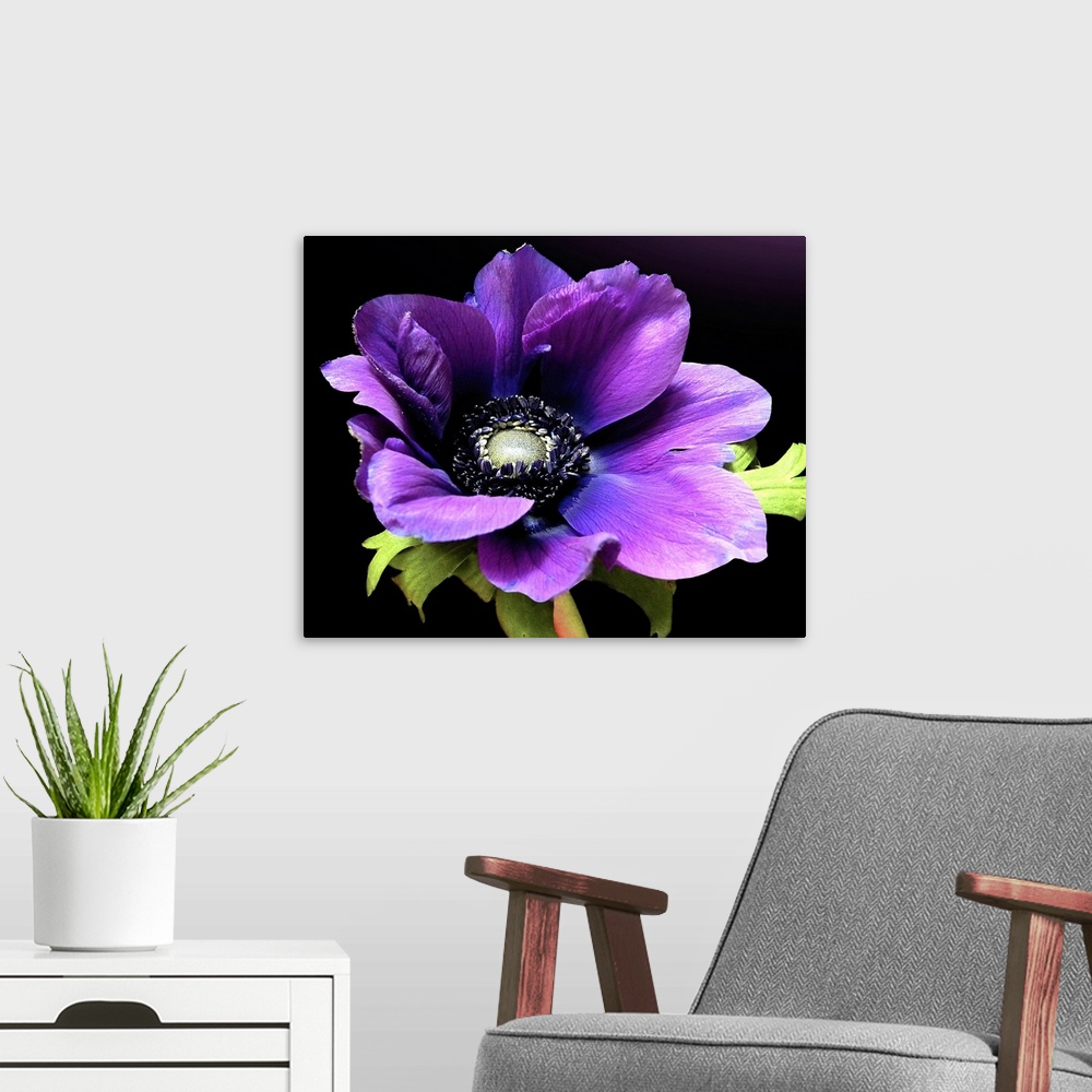 A modern room featuring Close up floral photo of a purple Anemone flower in full bloom on a solid background.