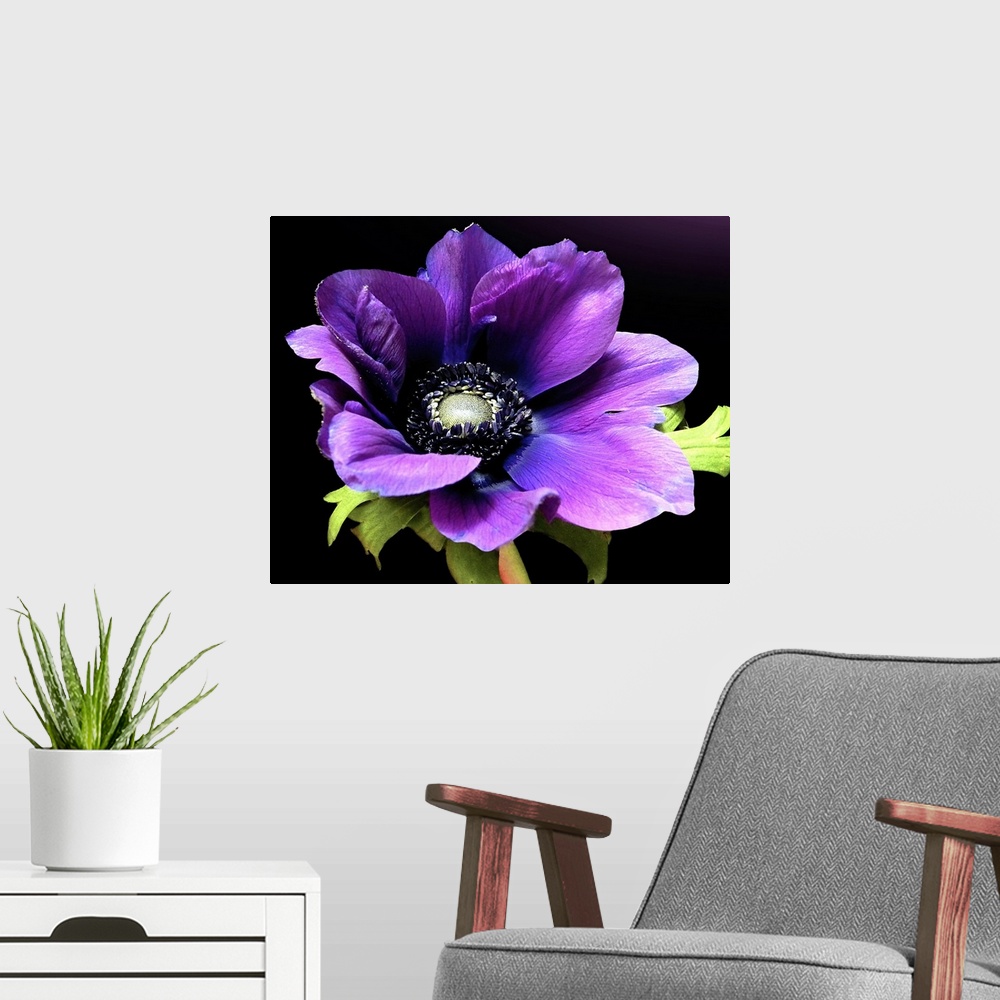 A modern room featuring Close up floral photo of a purple Anemone flower in full bloom on a solid background.
