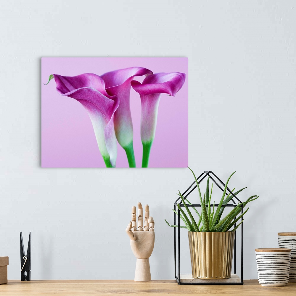 A bohemian room featuring Purple Calla Lilies