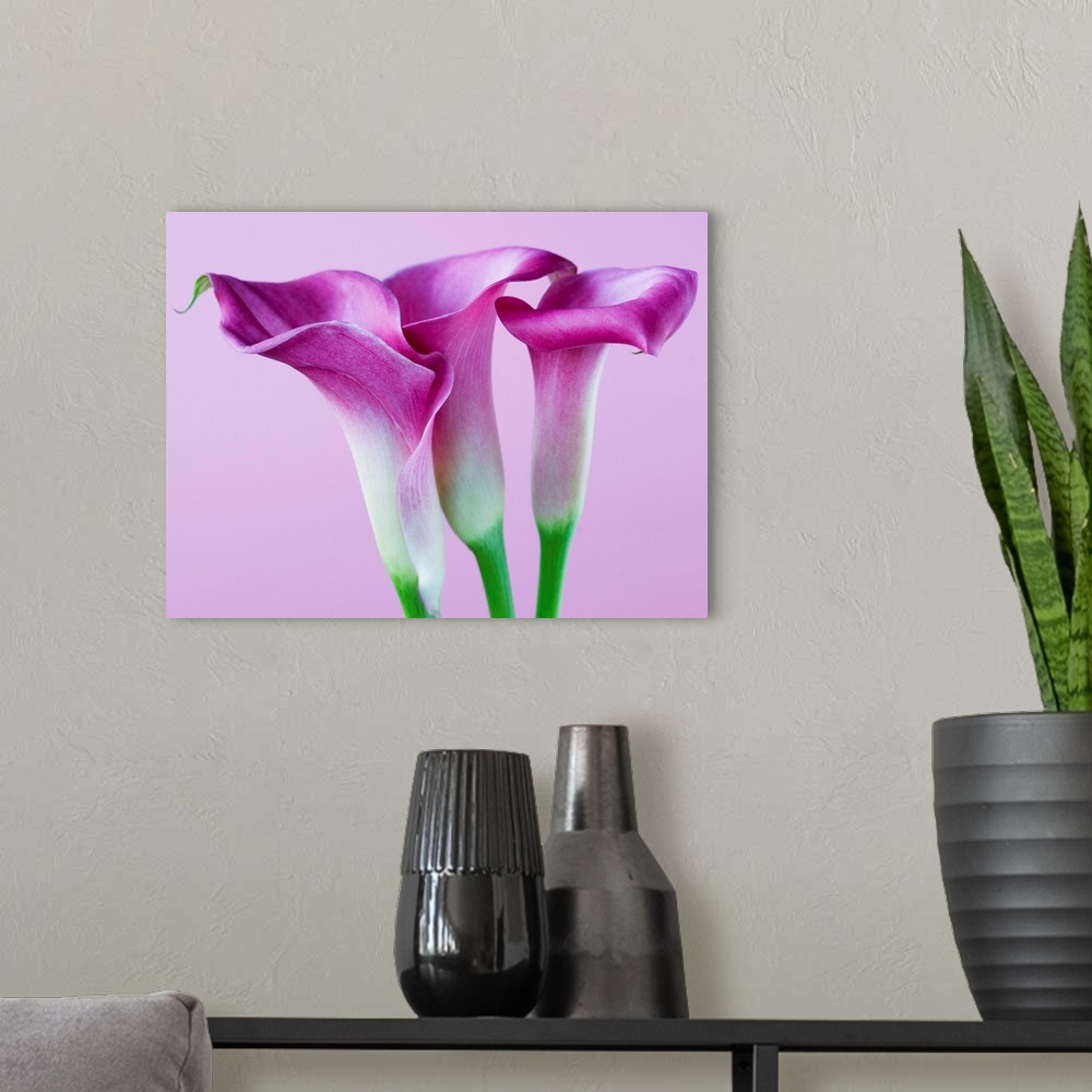 A modern room featuring Purple Calla Lilies