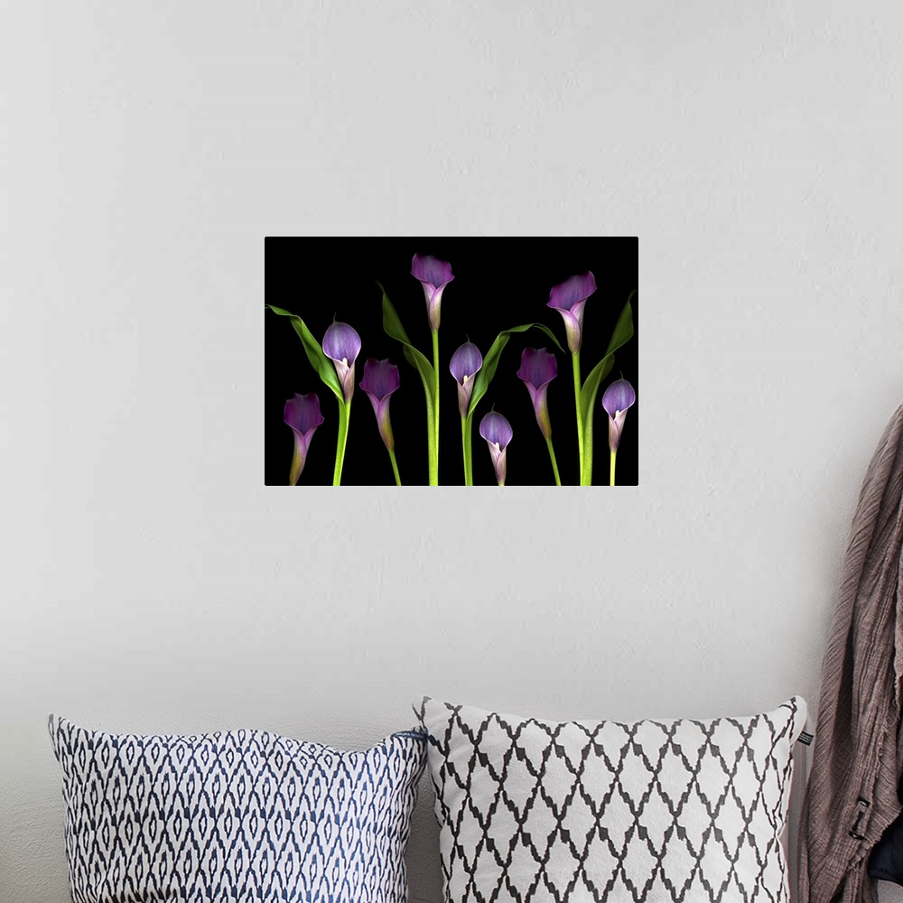 A bohemian room featuring Nine flower blossoms standout from a dark backdrop in this wide minimalist nature photograph for ...
