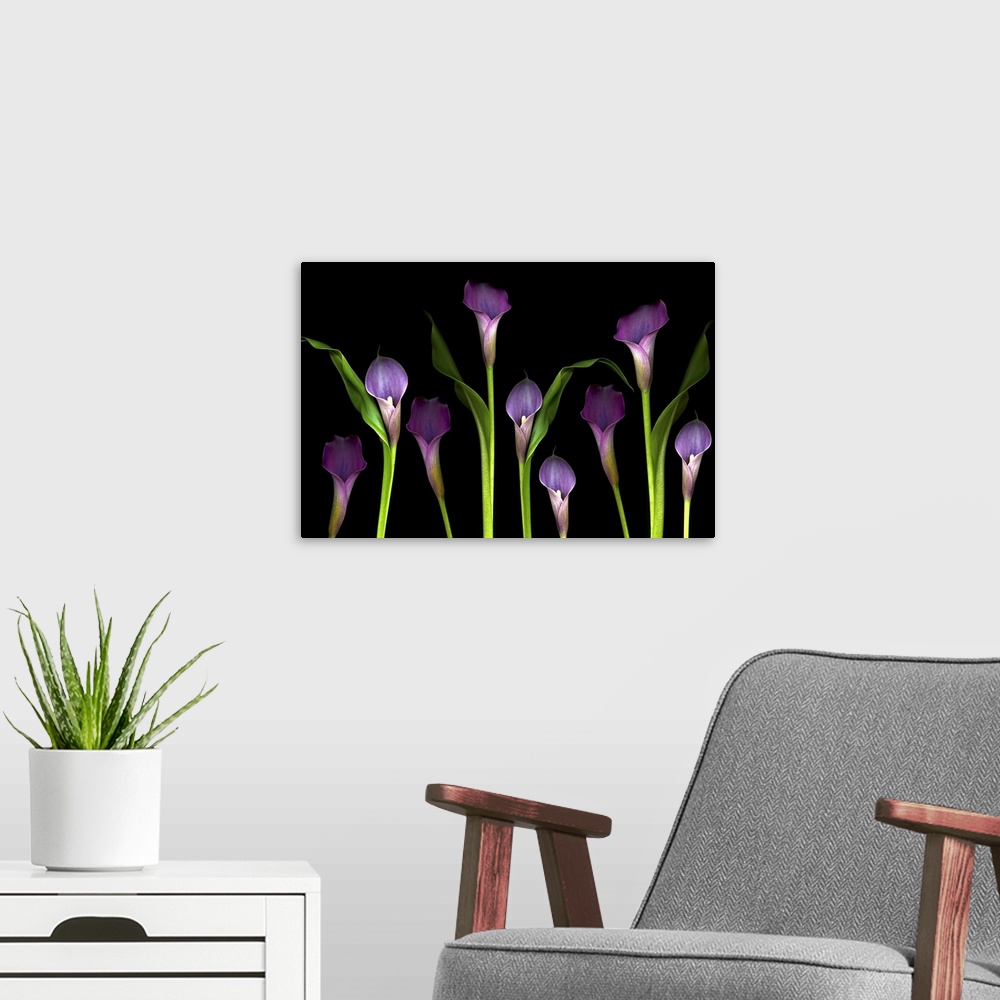 A modern room featuring Nine flower blossoms standout from a dark backdrop in this wide minimalist nature photograph for ...