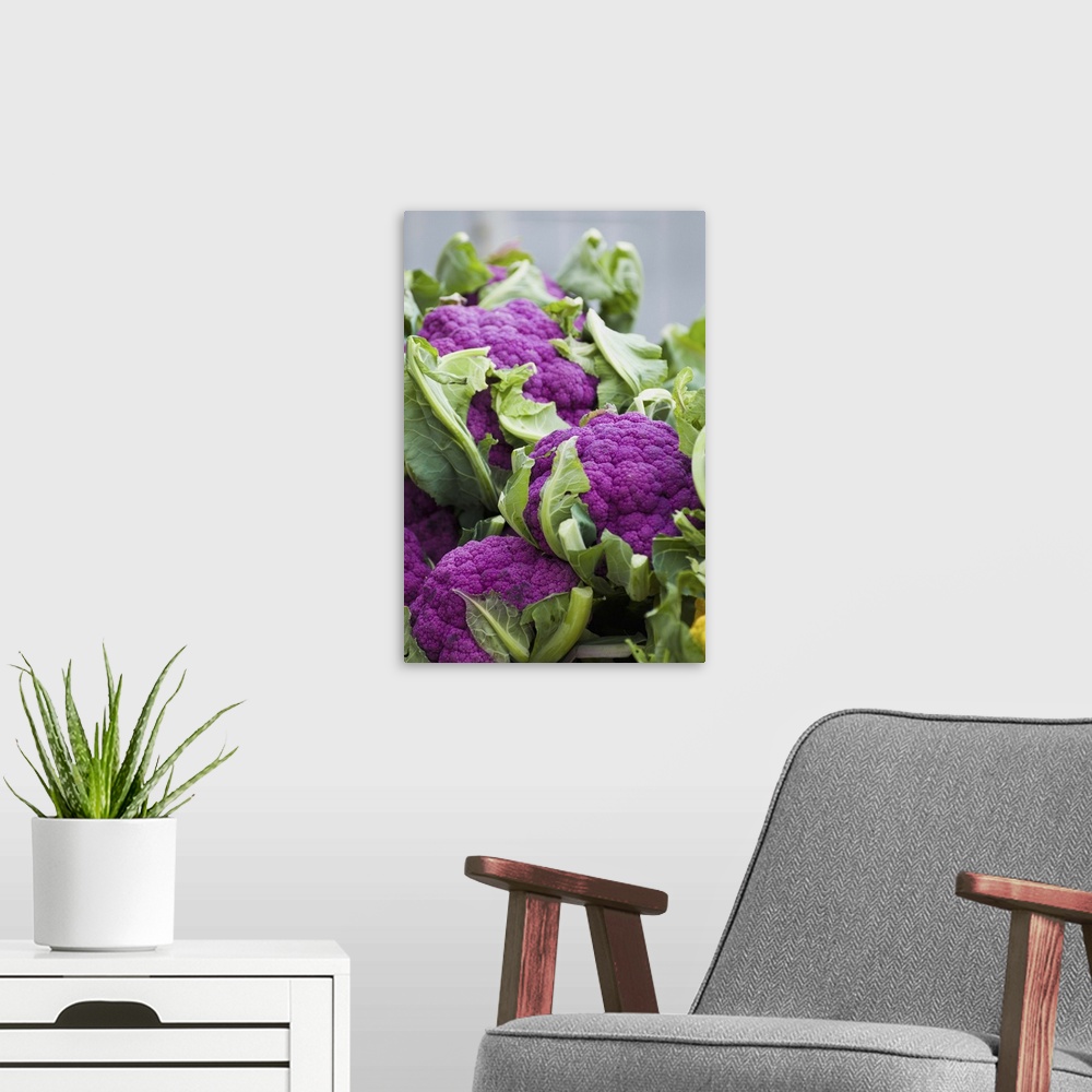 A modern room featuring Purple cauliflower