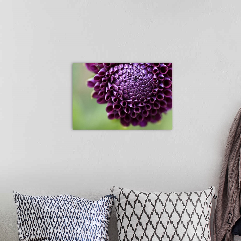 A bohemian room featuring Purple Dalia flower.