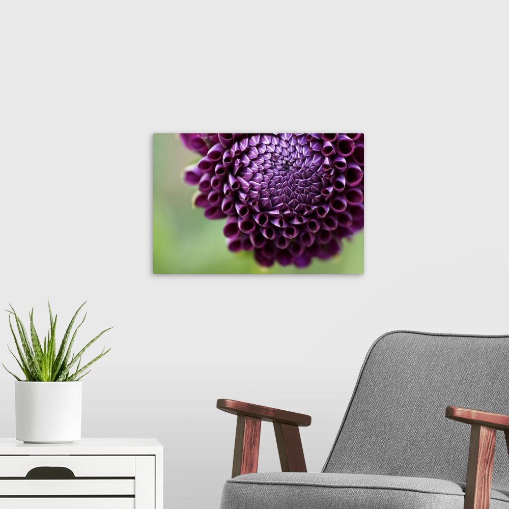 A modern room featuring Purple Dalia flower.