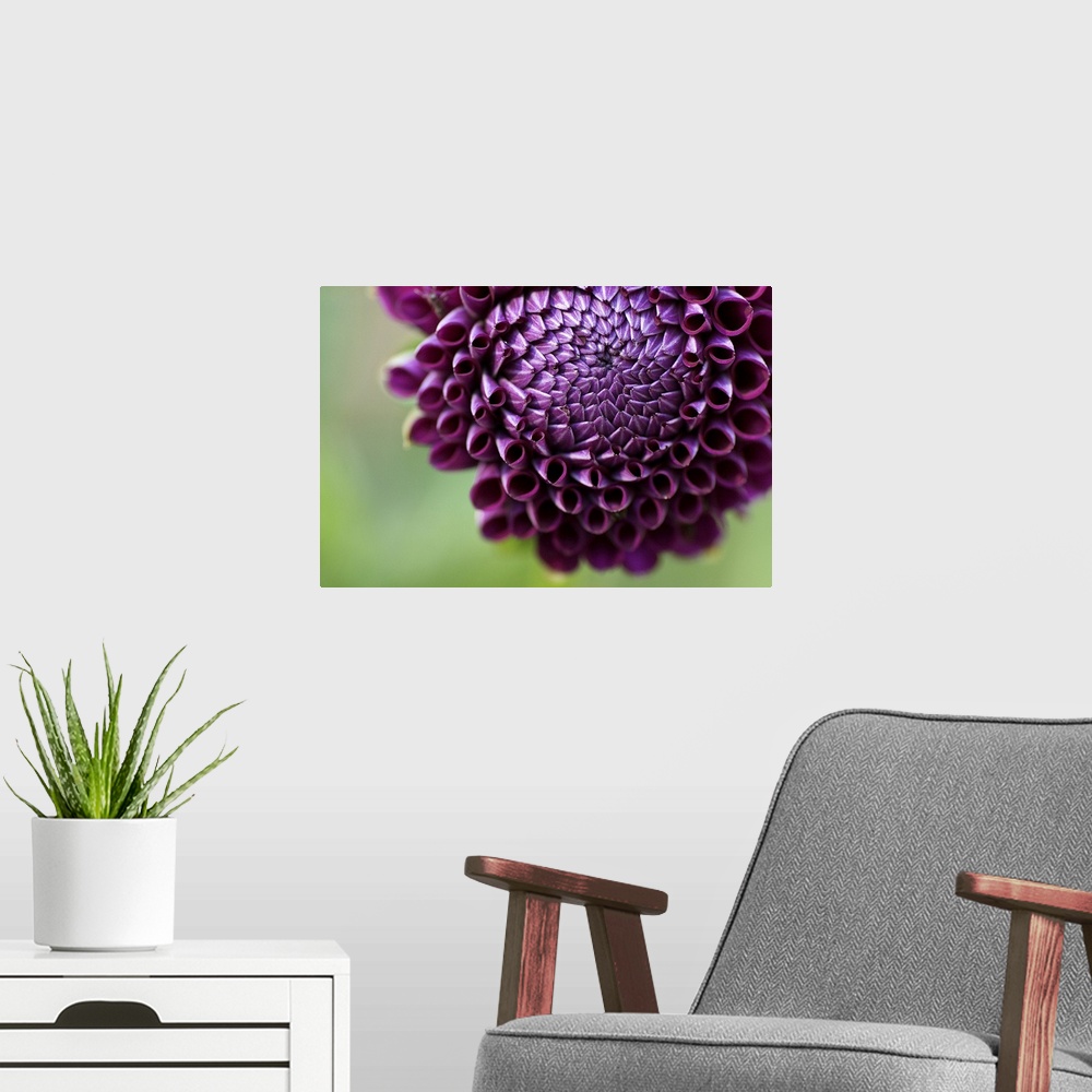 A modern room featuring Purple Dalia flower.