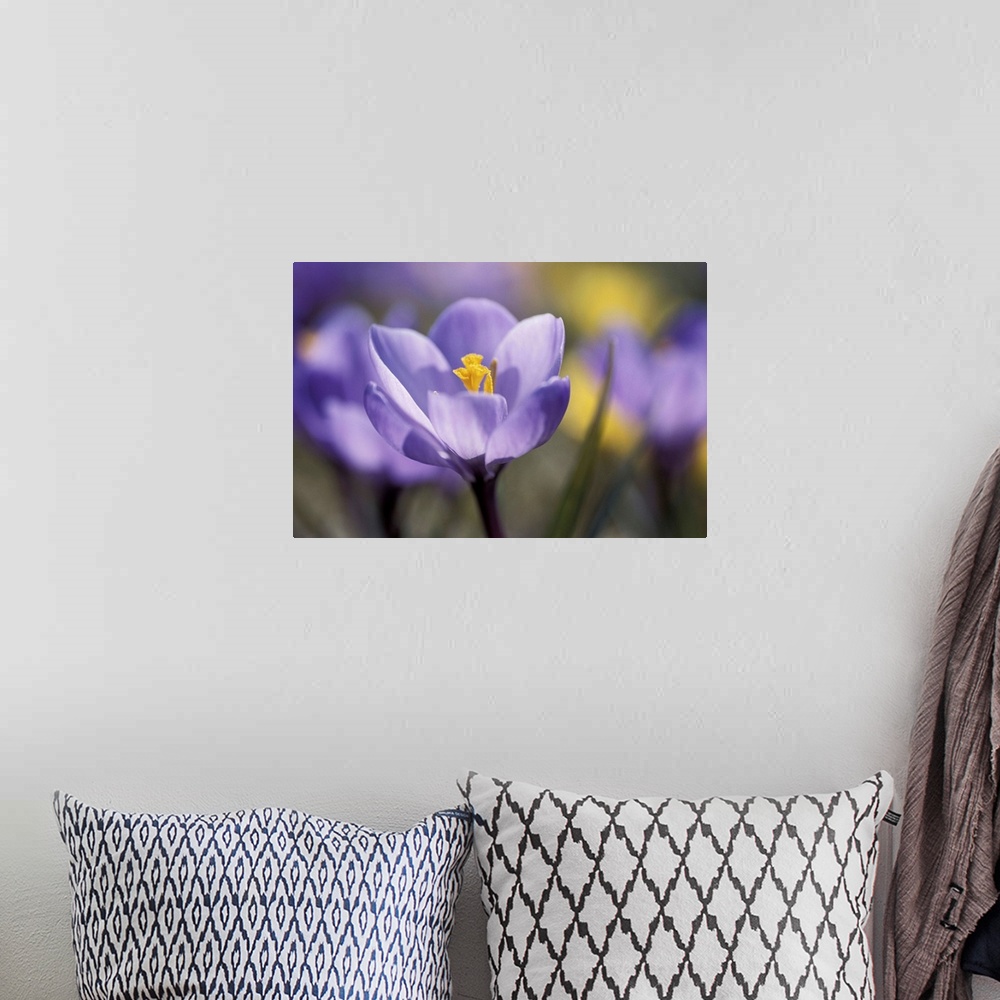 A bohemian room featuring Purple flower