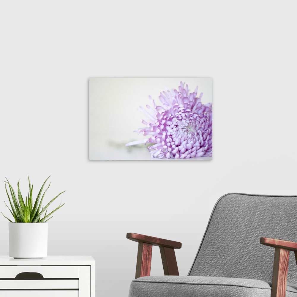 A modern room featuring Purple Flower