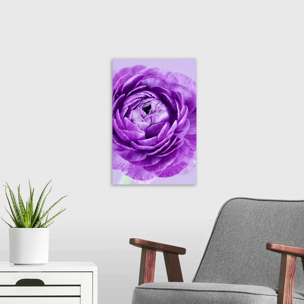 A modern room featuring Purple flower