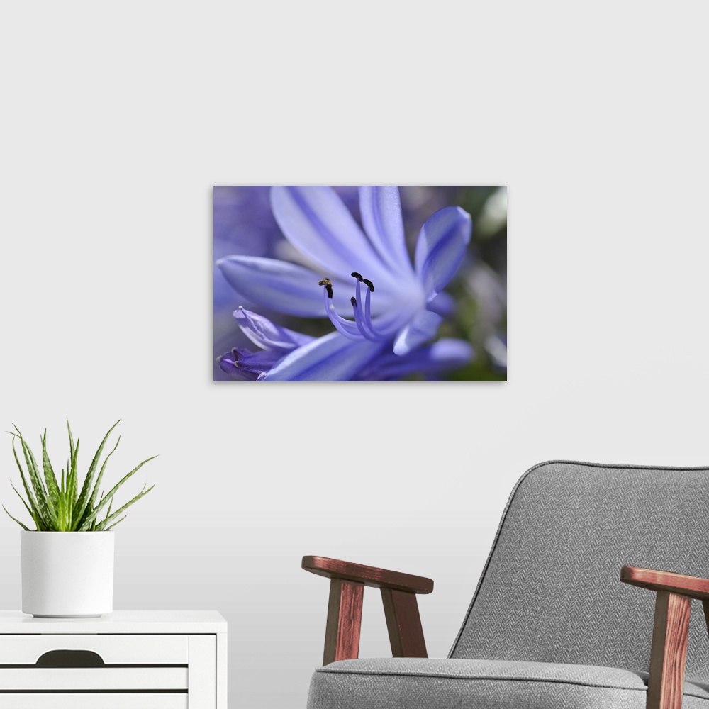 A modern room featuring Purple flower close-up