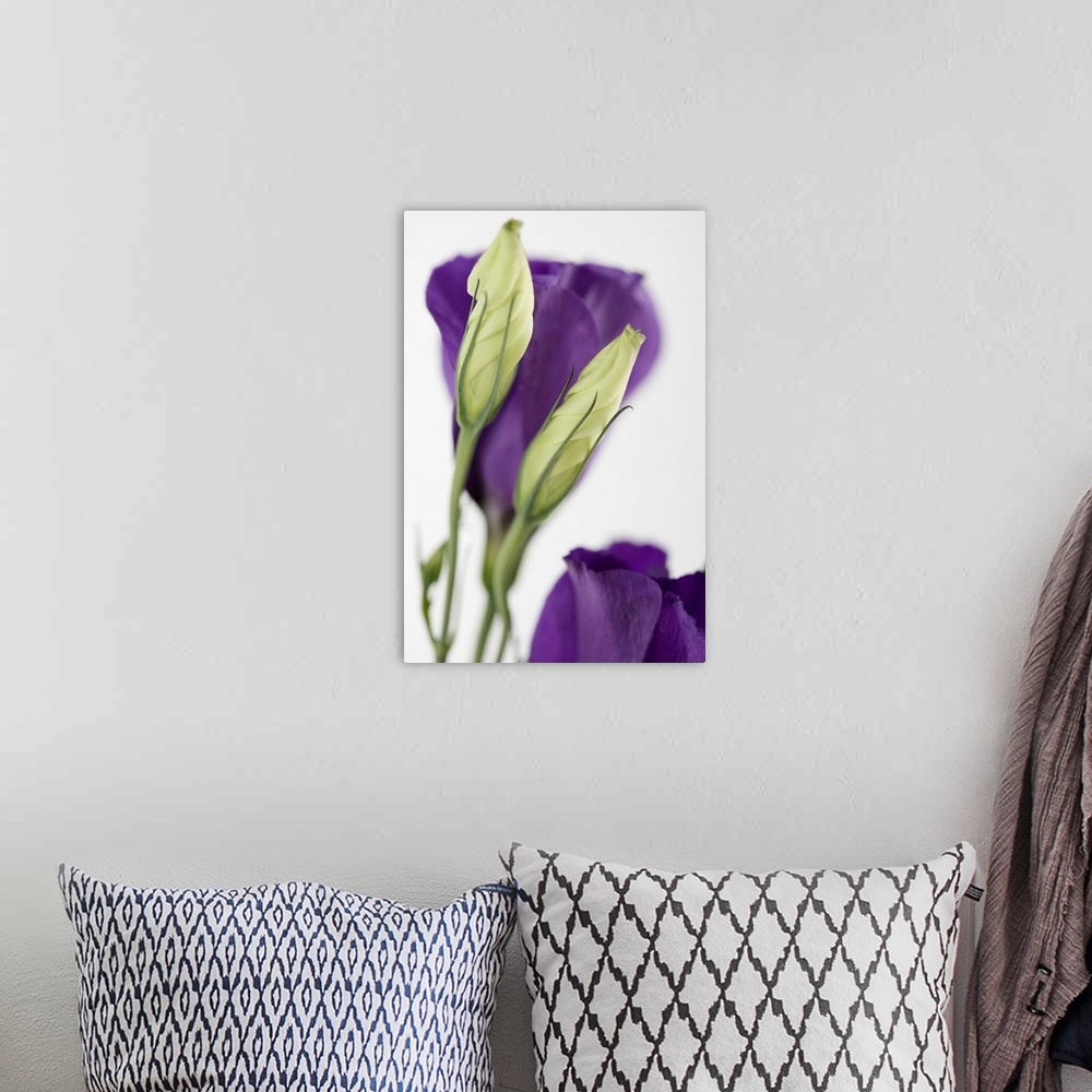 A bohemian room featuring Purple flower with buds