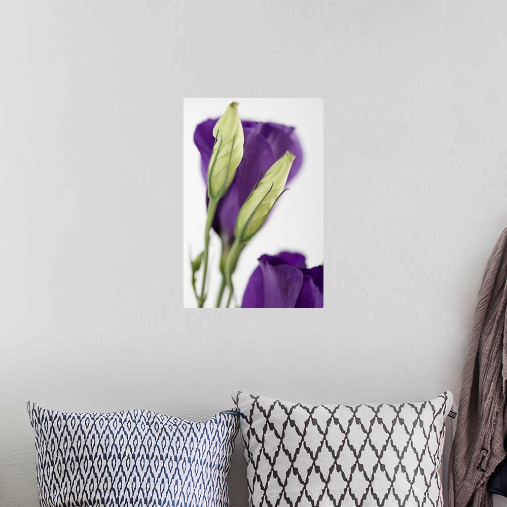 A bohemian room featuring Purple flower with buds