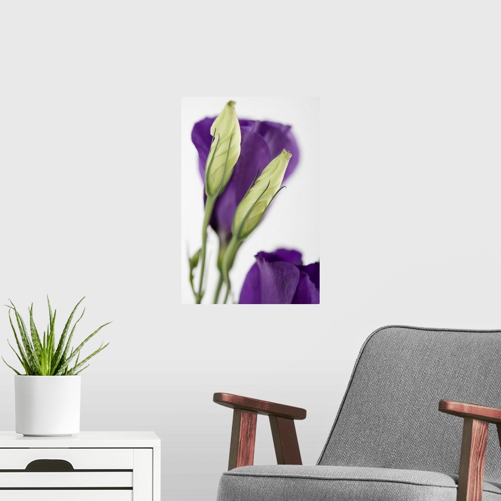 A modern room featuring Purple flower with buds